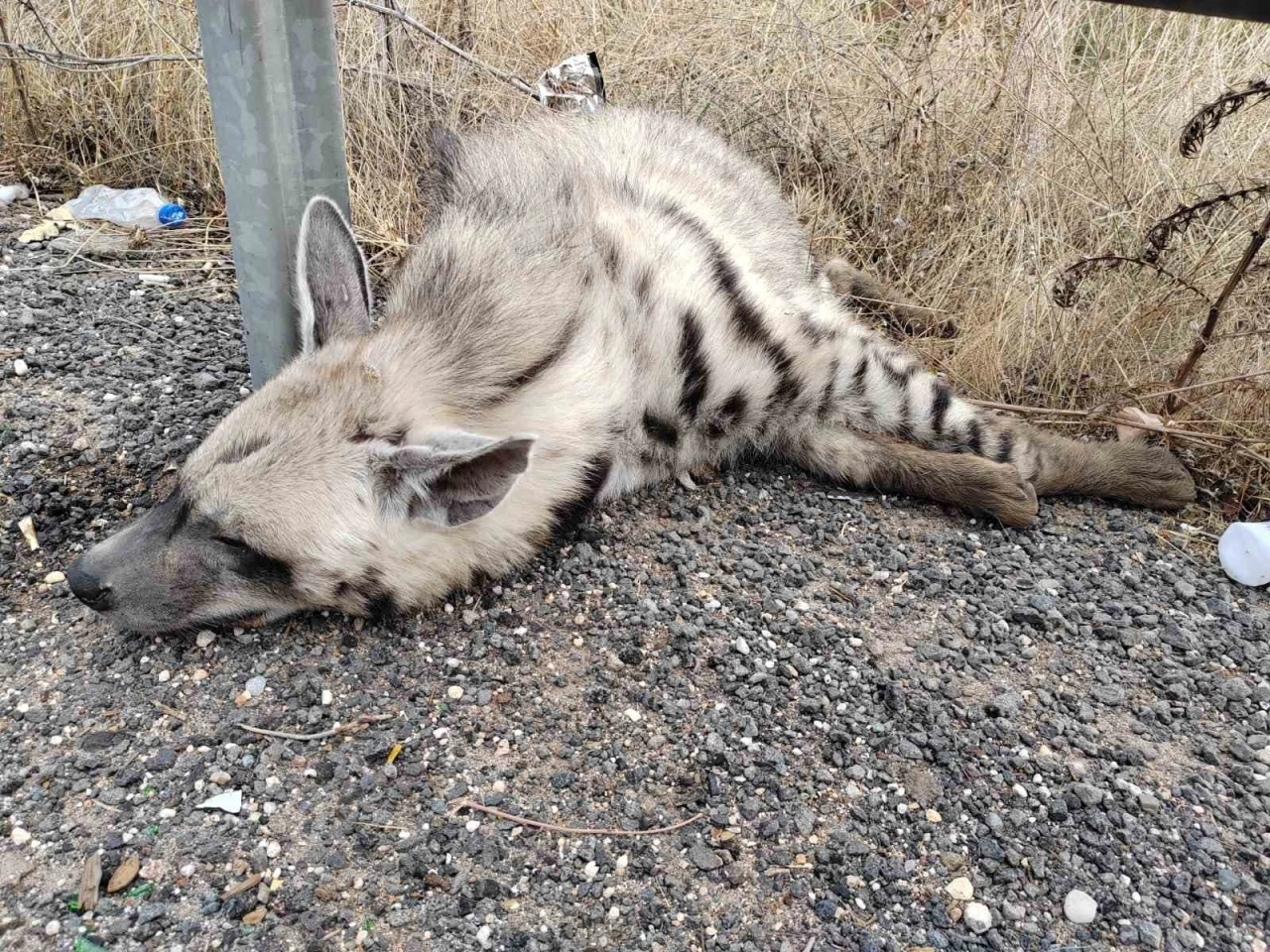 Nesli Tehlikede Olan Çizgili Sırtlan Hayata Veda Etti