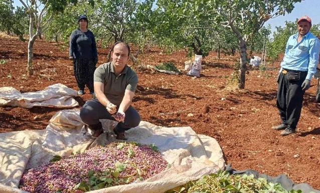 Araban’da Antep Fıstığı Hasadı Tüm Hızıyla Devam Ediyor