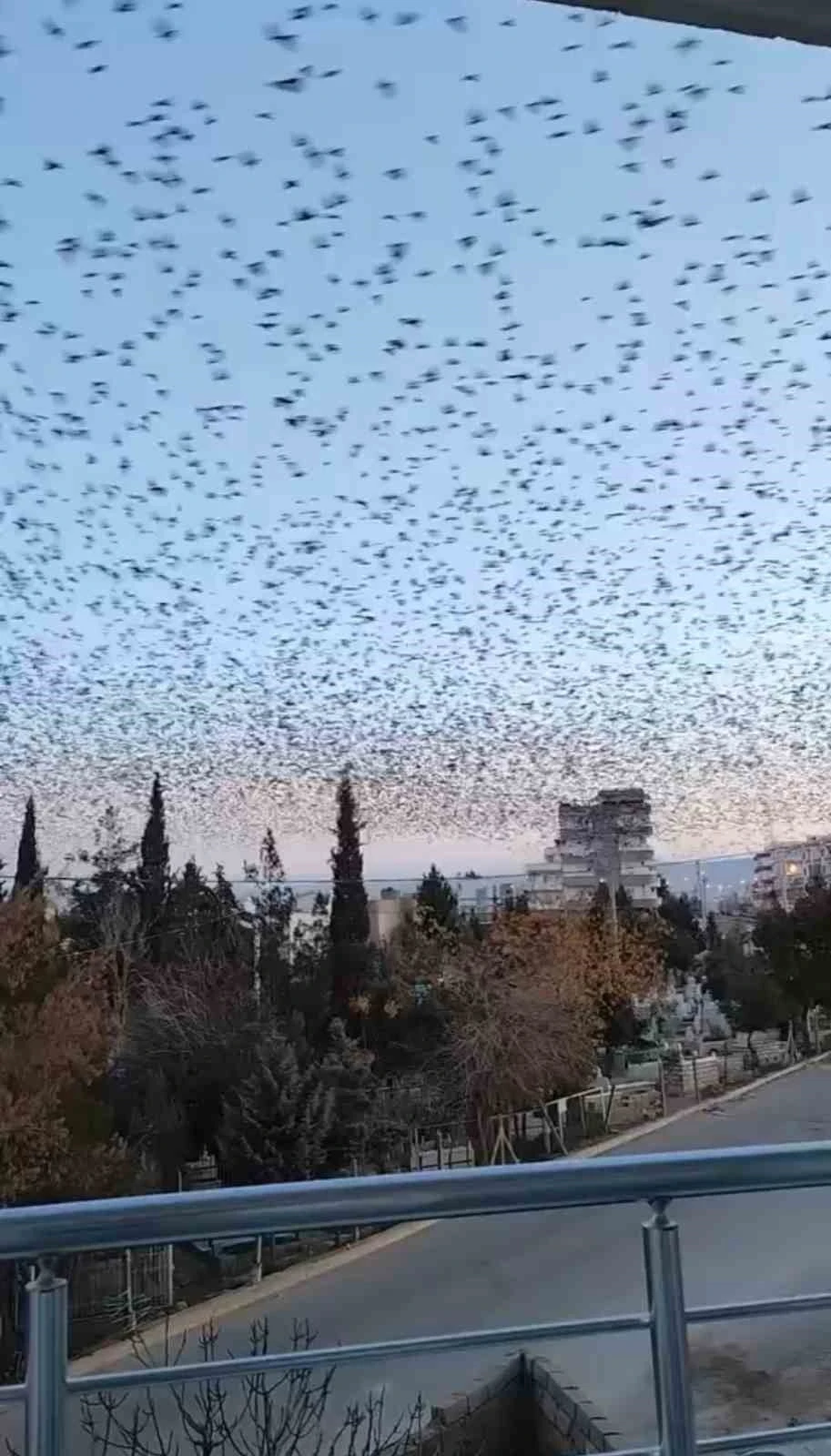 Semalarında Sığırcık Kuşlarının Büyüleyici Göçü