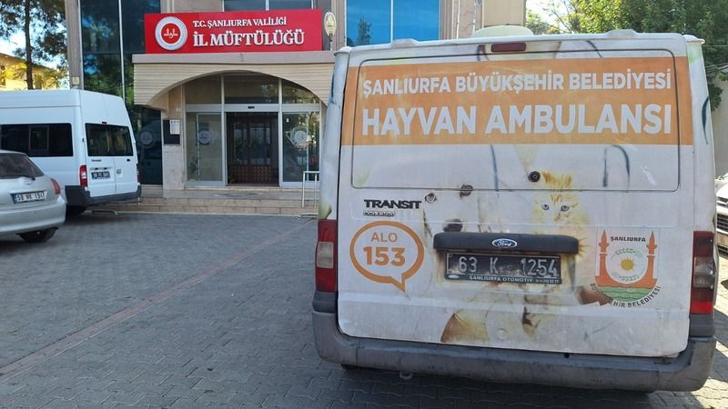 Sokak Hayvanlarına Destek: Mama Yardımı Sürüyor
