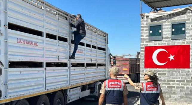 Jandarmadan Veteriner Sağlık Raporu Olmayan Hayvanlara Yönelik Denetim