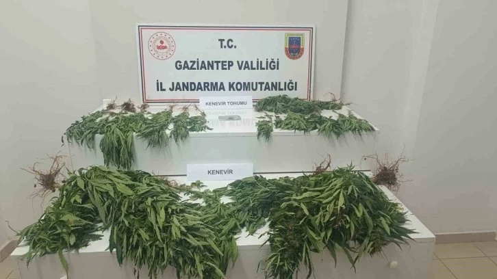 Jandarmadan Büyük Operasyon: 253 Kök Kenevir Ele Geçirildi
