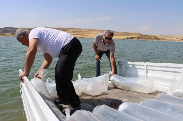 3 Milyon 550 Bin Yavru Balık Baraj Göletine Bırakıldı