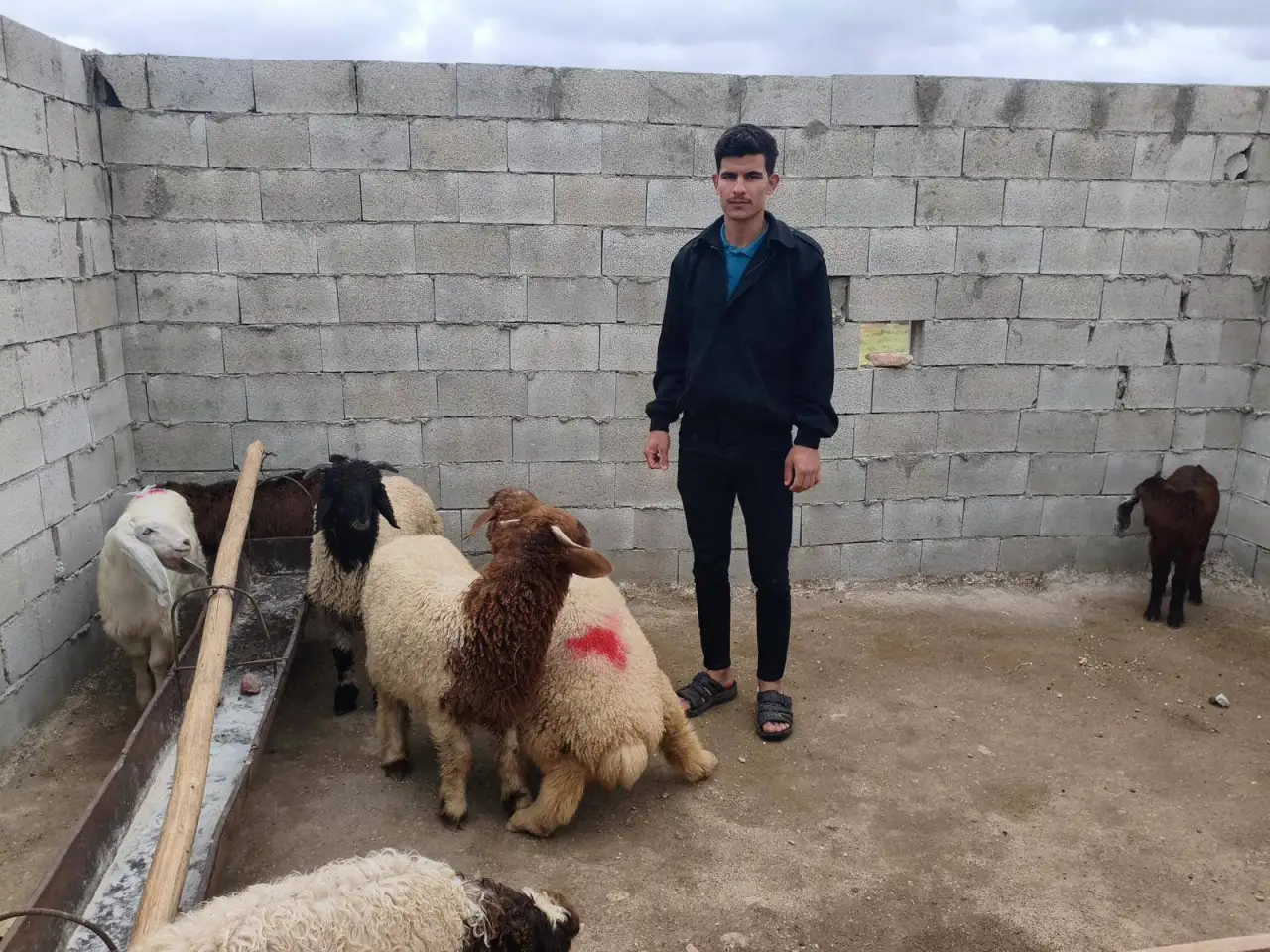 Şanlıurfa'da Jandarma Kayıp Hayvanları Drone ile Buldu