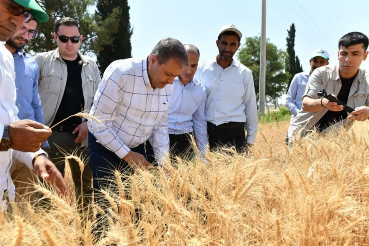 Şanlıurfa’da Buğday Hasadı Başladı