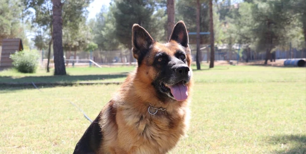 Emekli Mayın Arama Köpekleri Batman’da Özenle Bakılıyor