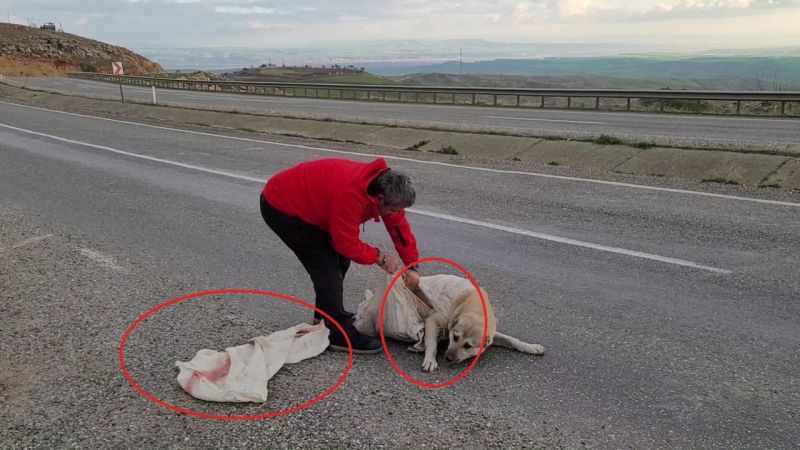 Ölüme Terk Edilen Köpek, Vatandaşın Dikkatiyle Kurtuldu