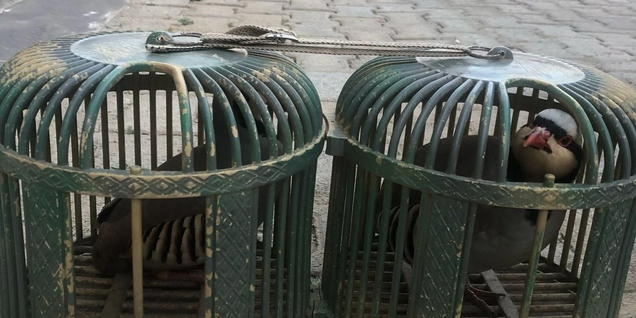 Araçta 4 Keklik Ele Geçirildi
