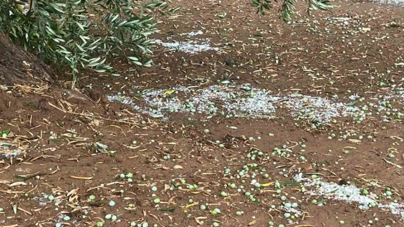 Şiddetli Yağmur ve Dolu Zeytin Ağaçlarını Vurdu