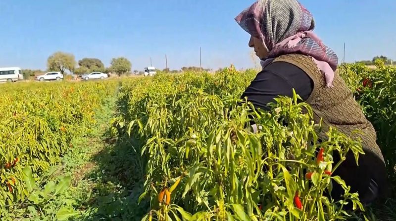 Şanlıurfa'nın Yeni Tarım Harikası Turşuluk Kornişon ve Biber