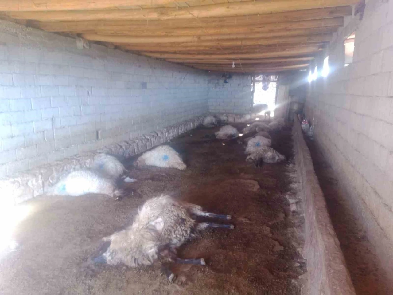 Mera Dönüşü Zehirlenen 120 Koyundan 50’si Telef Oldu