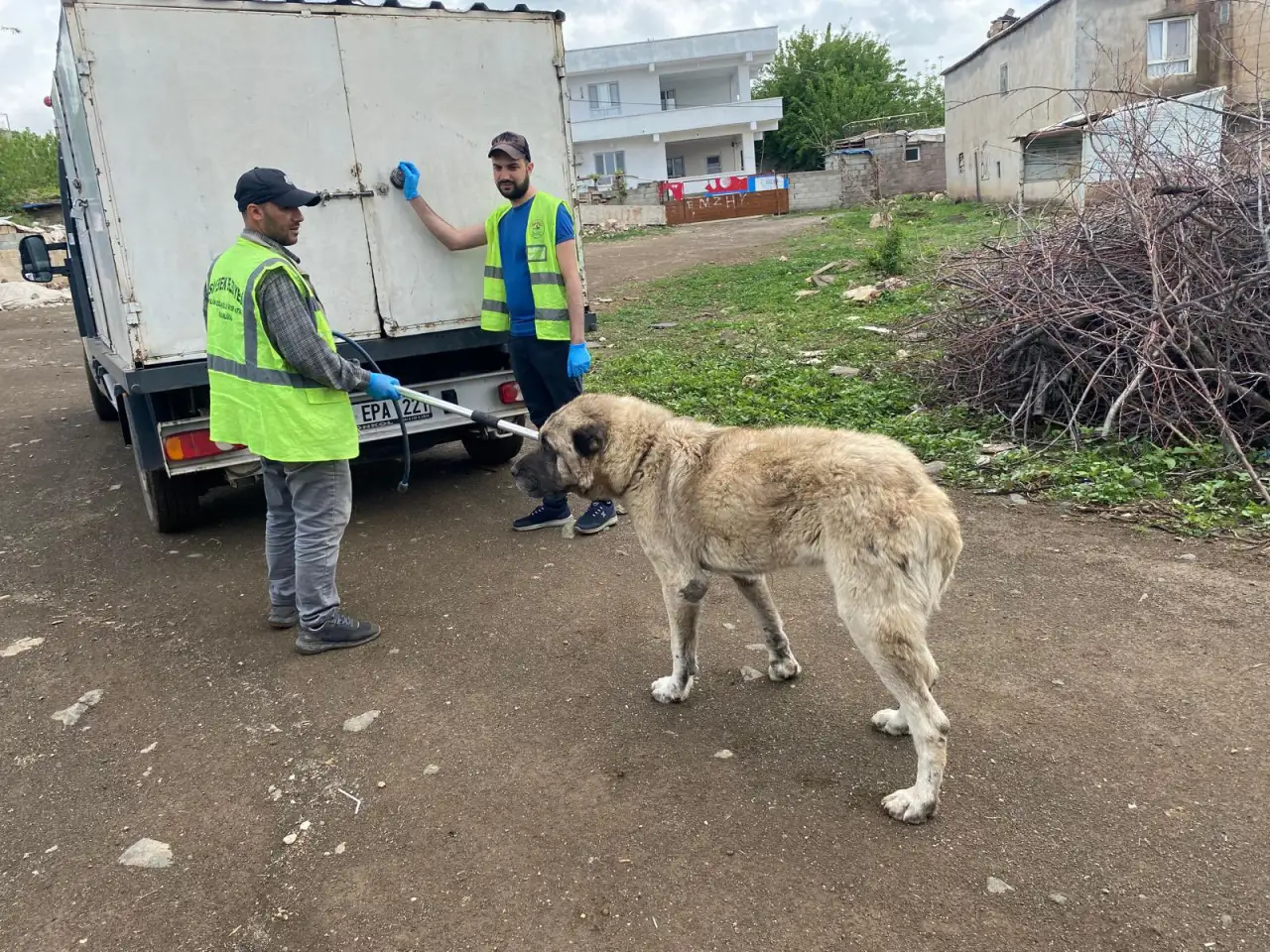Siverek’te Sokak Dostları Rehabilite Ediliyor