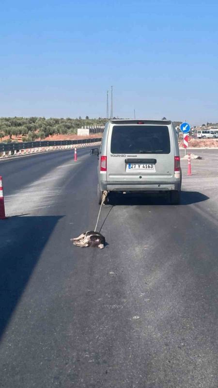 Köpeği Aracına Bağlayıp Sürükleyen Şahıs Yakalandı