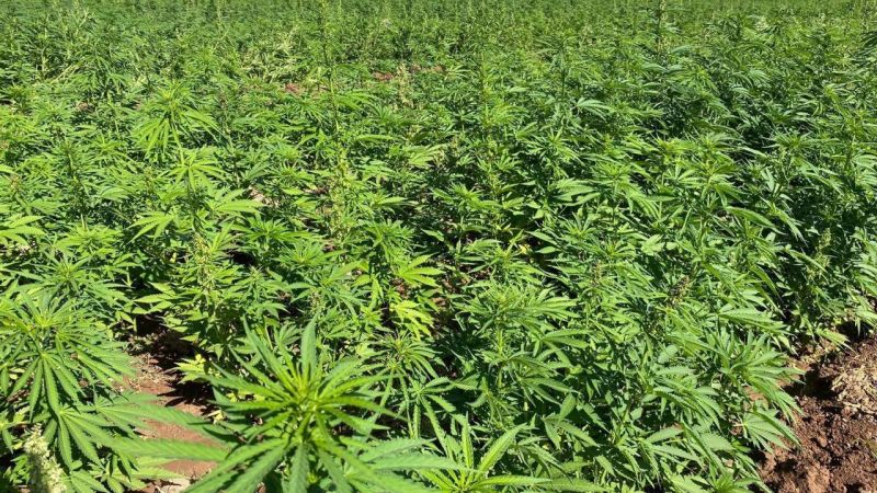 Tarihi Uyuşturucu Operasyonu: 2 Ton Esrar Ele Geçirildi