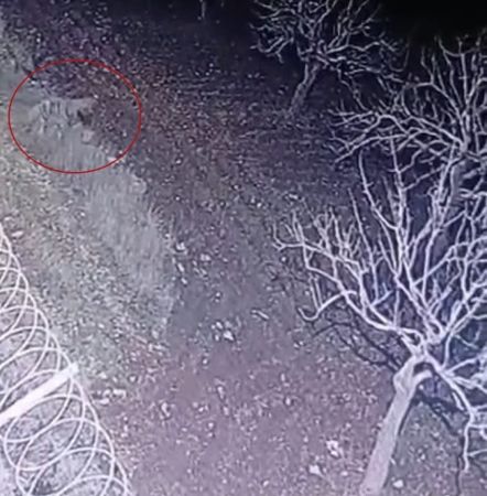 Nesli Tükenme Tehlikesindeki Çizgili Sırtlan, Görüntülendi
