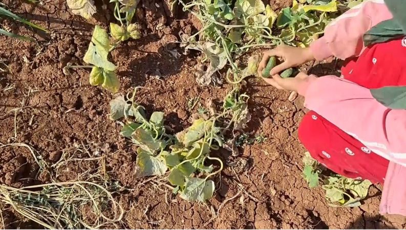 Şanlıurfa'nın Yeni Tarım Harikası Turşuluk Kornişon ve Biber