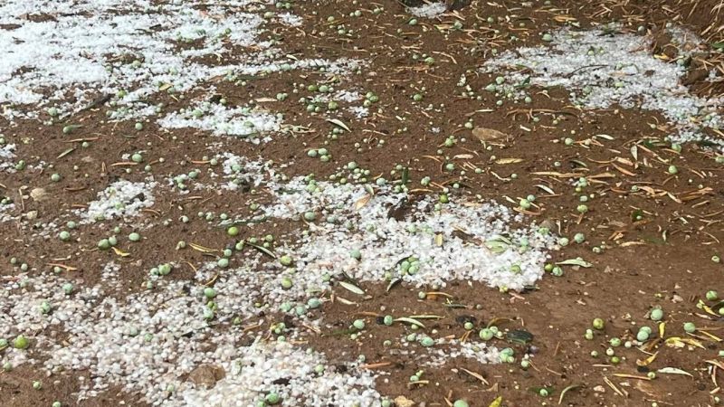 Şiddetli Yağmur ve Dolu Zeytin Ağaçlarını Vurdu