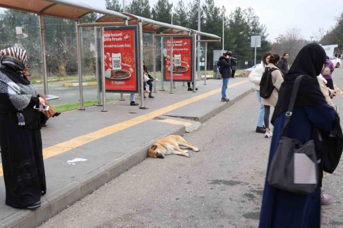 Çip Uygulaması Neden Önemli?