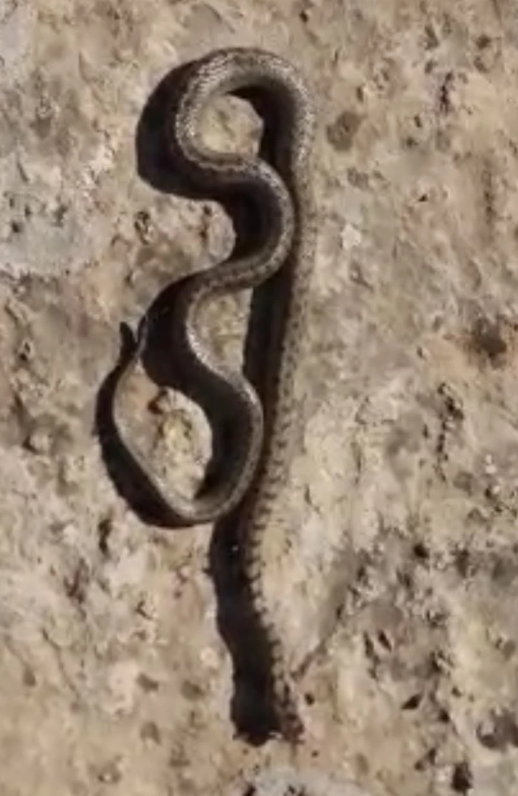 Siirt’te Kış Ayında 1 Metre Uzunluğunda Yılan Görüldü: Halk Tedirgin!