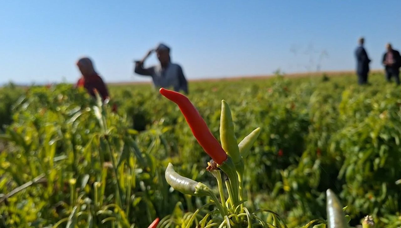 Şanlıurfa'nın Yeni Tarım Harikası Turşuluk Kornişon ve Biber