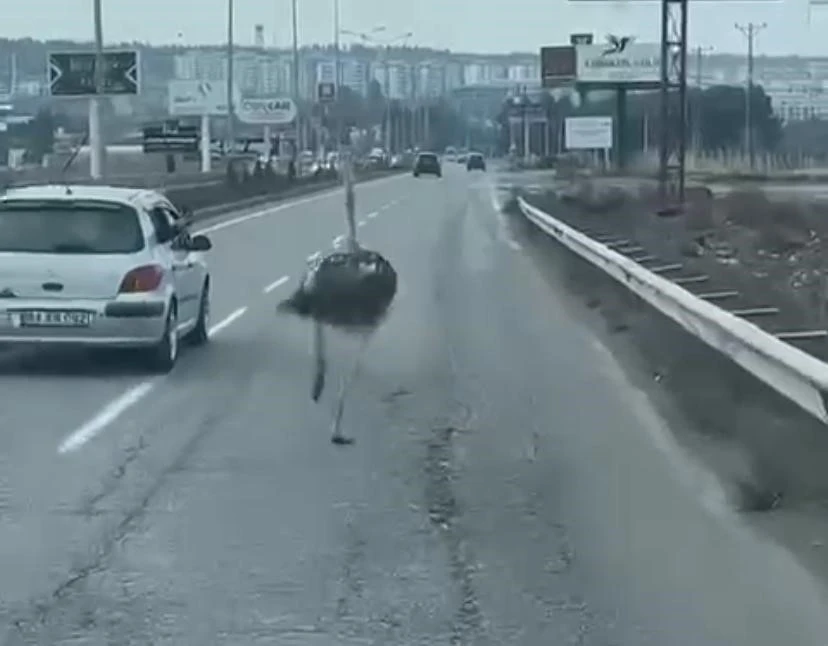 Trafikte Deve Kuşu Şaşkınlığı