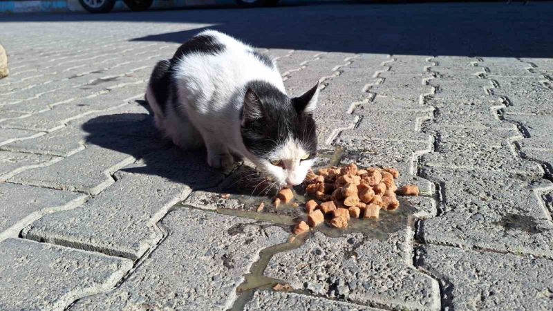 Şanlıurfa’da Patili Dostlar Unutulmuyor