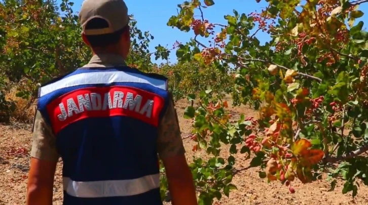Fıstık Hırsızlığına Karşı Jandarma Dronları Devrede