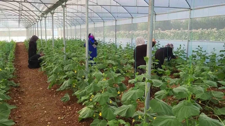 Kadın Girişimciler İlk Ürünlerini Hasat Etti