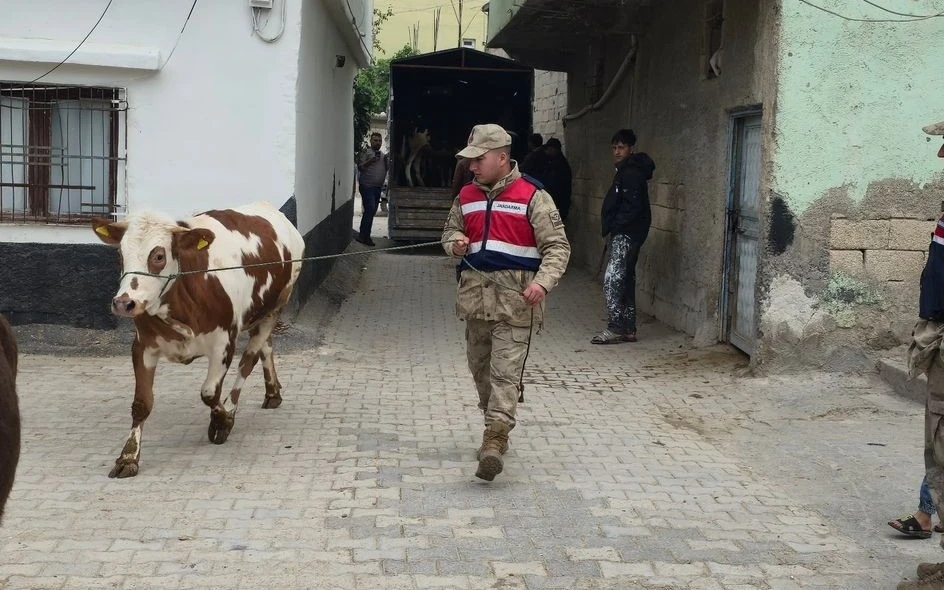 Arazide Kaybolan Hayvanlar Jandarma Tarafından Bulundu
