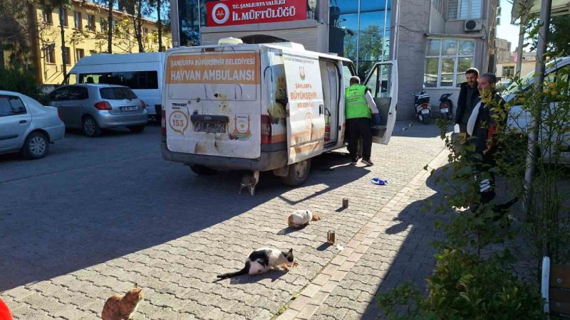 Şanlıurfa’da Patili Dostlar Unutulmuyor