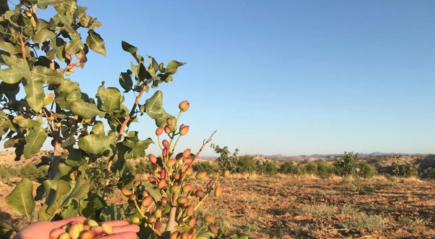 Yetiştirilen Fıstıklar Öğrencilere Burs Olacak