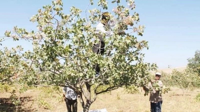 Dolu ve Yağış Fıstık Üreticisini Etkiledi