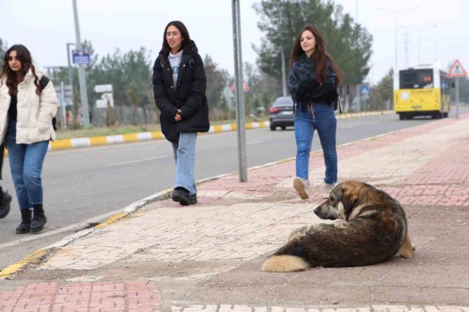Çip Uygulaması Neden Önemli?