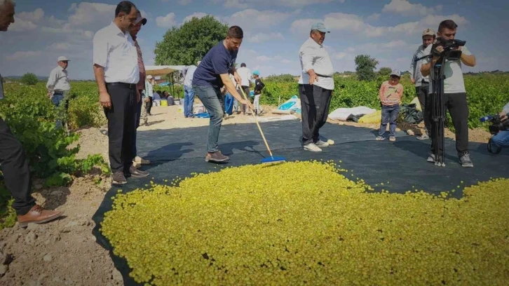Peygamber Üzümünün Altın Sarısı Yolculuğu Başladı