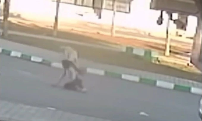 3 Öğrenciye Sokak Köpekleri Saldırdı
