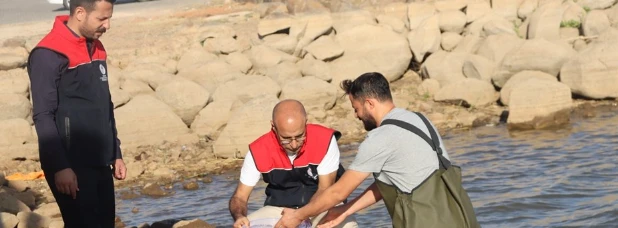 Su Kaynaklarına 1 Milyon 650 Bin Sazan Yavrusu Bırakıldı