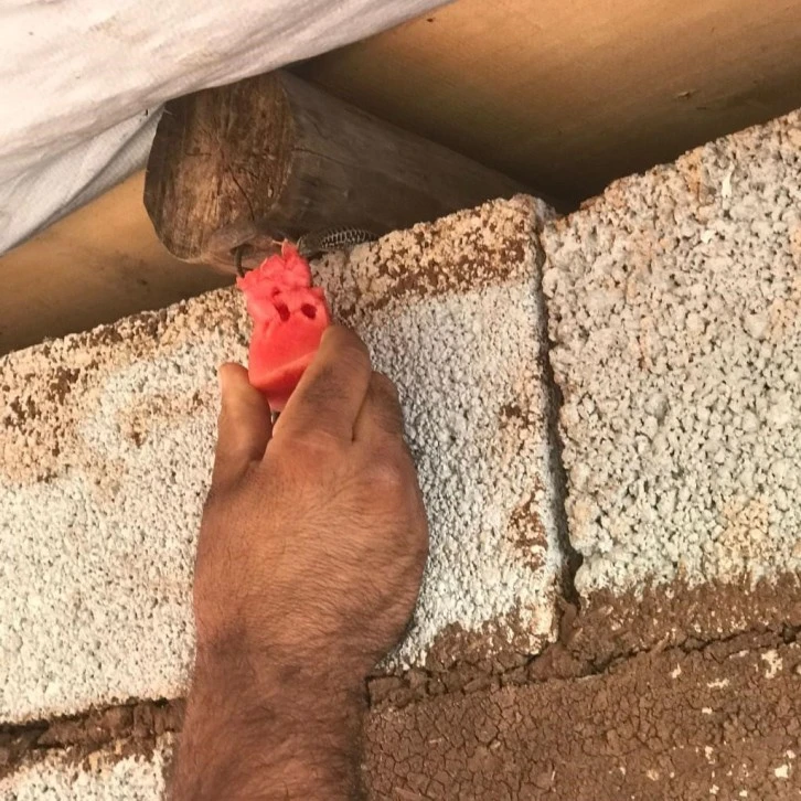 Kertenkeleyi Kendi Elleriyla Besleyen Çiftçi Takdir Topladı