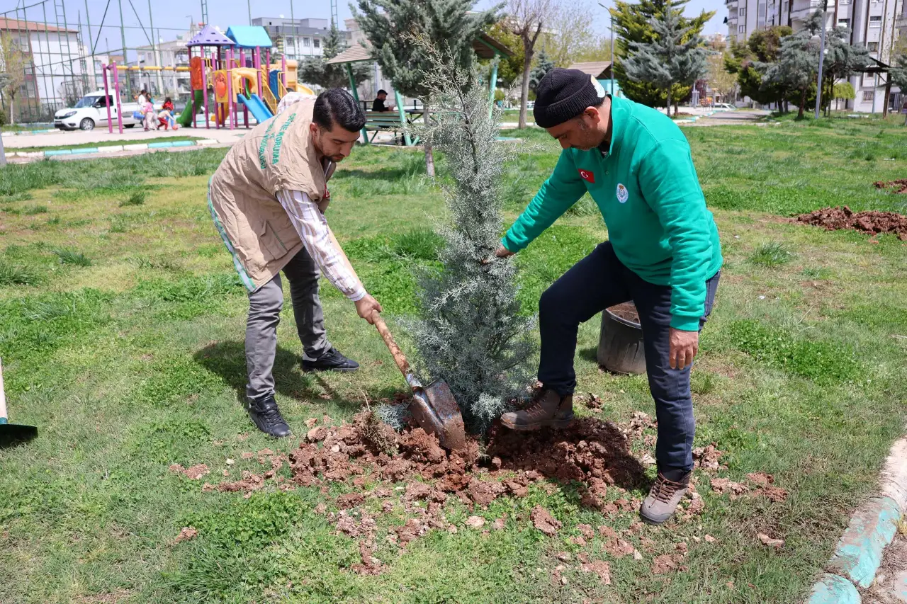 Haliliye’de Yeşil Dönüşüm: Belediye Ekiplerinden Parklarda Hummalı Bakım Seferberliği!