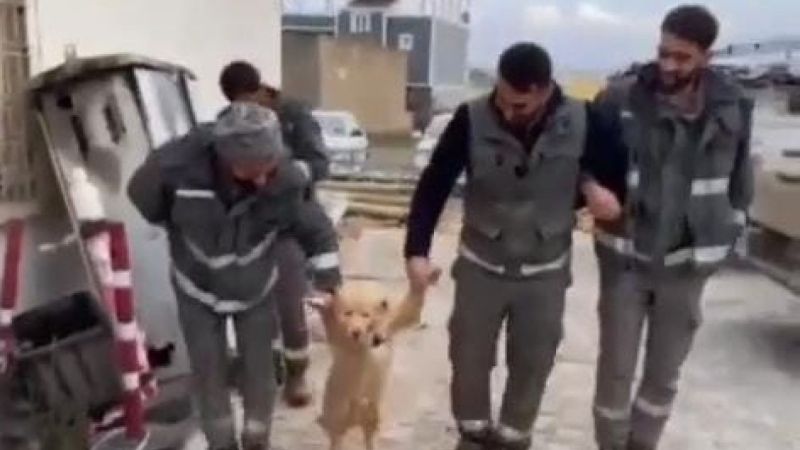 İşçilerin Köpekli Halayı Gülümsetti