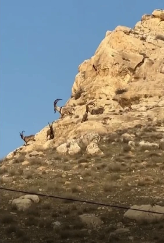Nesli Tükenmekte Olan Dağ Keçileri Görüntülendi!