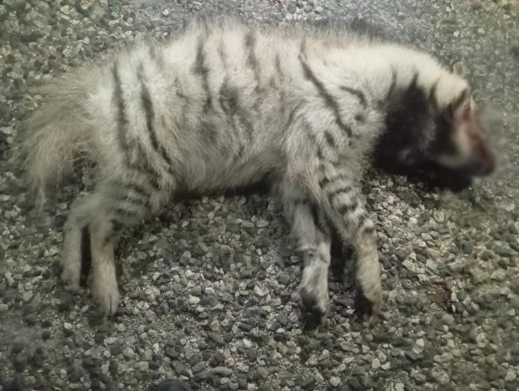 Nesli Tükenme Tehlikesindeki Çizgili Sırtlan Öldü
