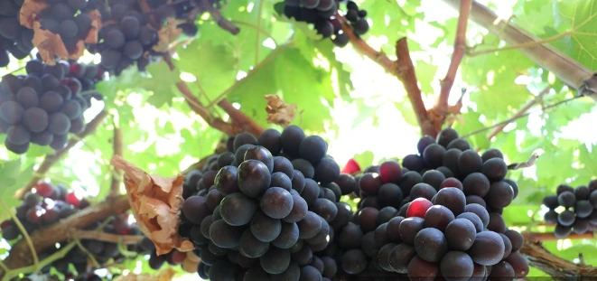 "Horoz Karası" Üzümünün Hasadı Devam Ediyor