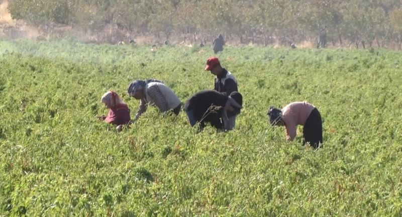 Şanlıurfa'nın Yeni Tarım Harikası Turşuluk Kornişon ve Biber