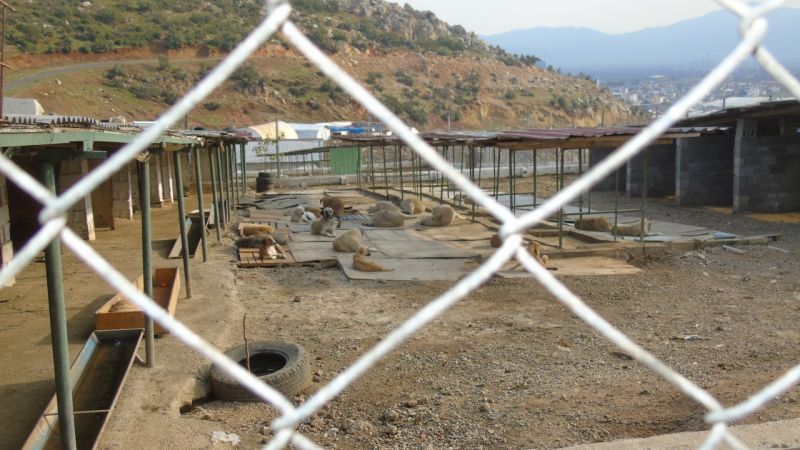 İslahiye'de 1000 Sahipsiz Sokak Hayvanı Yeni Yuvalarına Kavuştu