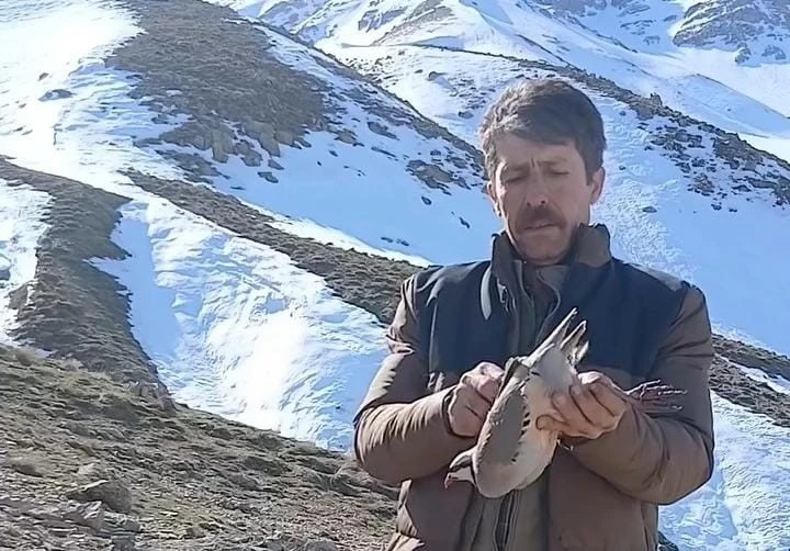 Duyarlı Vatandaş, Bulduğu Keklikleri Sevdikten Sonra Doğaya Bıraktı