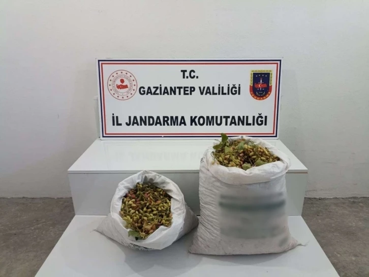 515 Kilo Antep Fıstığı Hırsızlığı