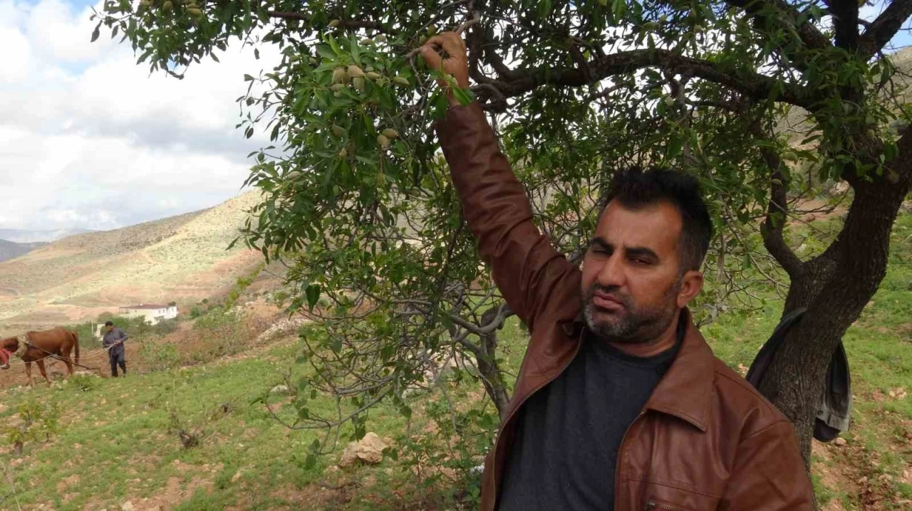 Badem Üreticilerinin Yüzü Güldü: Bu Yıl Verimli Rekolte Beklentisi