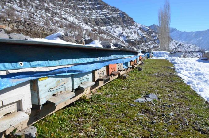 Binlerce Bal Arısı İçin Mücadele