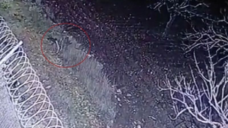 Nesli Tükenme Tehlikesindeki Çizgili Sırtlan, Görüntülendi