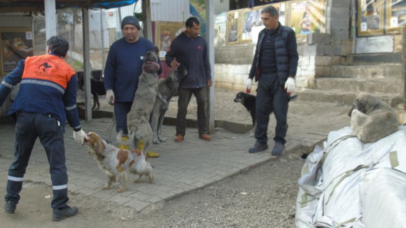 İslahiye'de 1000 Sahipsiz Sokak Hayvanı Yeni Yuvalarına Kavuştu